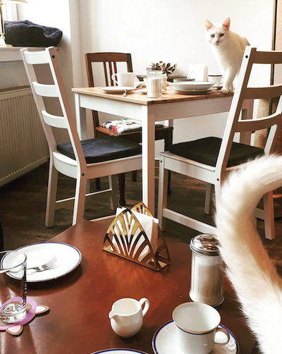 Katzen Café Miezhaus