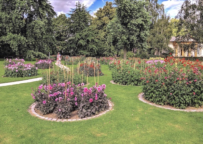 Dahlien-Nordpark-Ewgeni-Kran