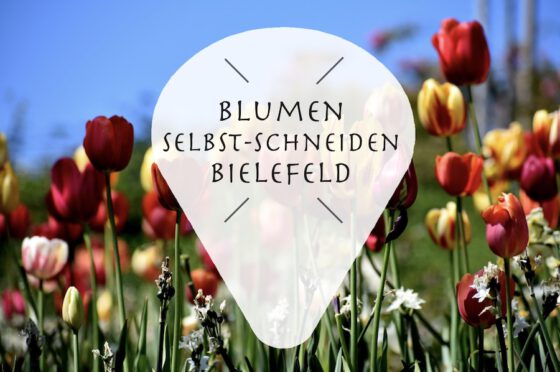 Frische Blumen selbst schneiden in Bielefeld