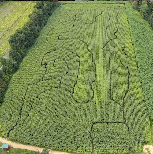 Mais Labyrinth beim Hof Krüger