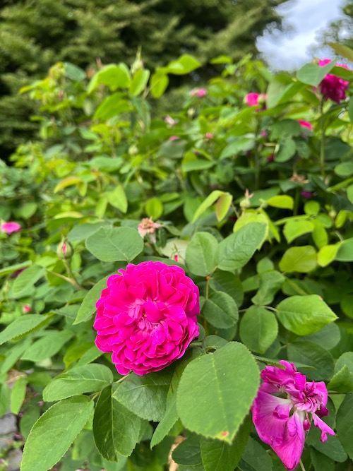 Geht auf Entdeckungs- und Foto-Tour im Rosengarten