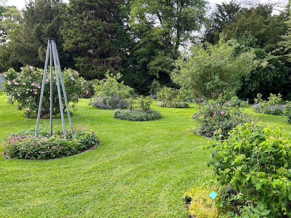 Schlendert entlang der verschiedenen Rosenbüsche. Rosengarten Bielefeld