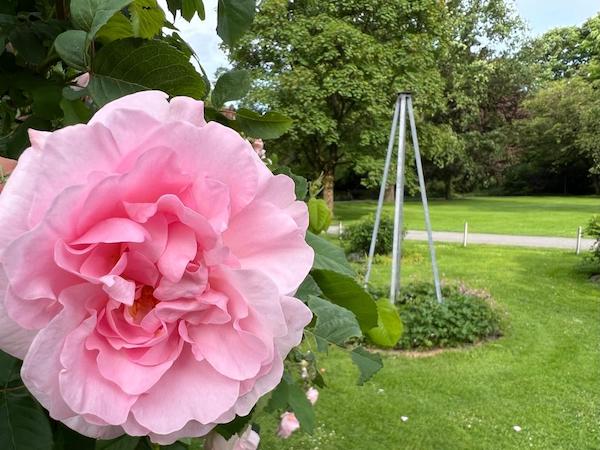 Eine der 25 prächtigen Rosen im Rosenpark Bielefeld