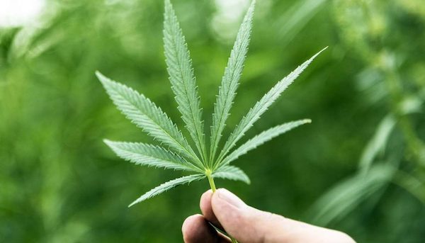 Kinoabend: Cannabiskonsum aus verschiedenen Perspektiven Bielefeld